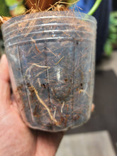 Load image into Gallery viewer, Check out the roots!!