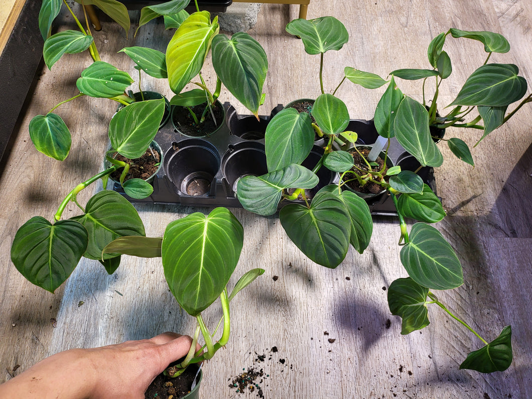 Philodendron Splendid in 3.5