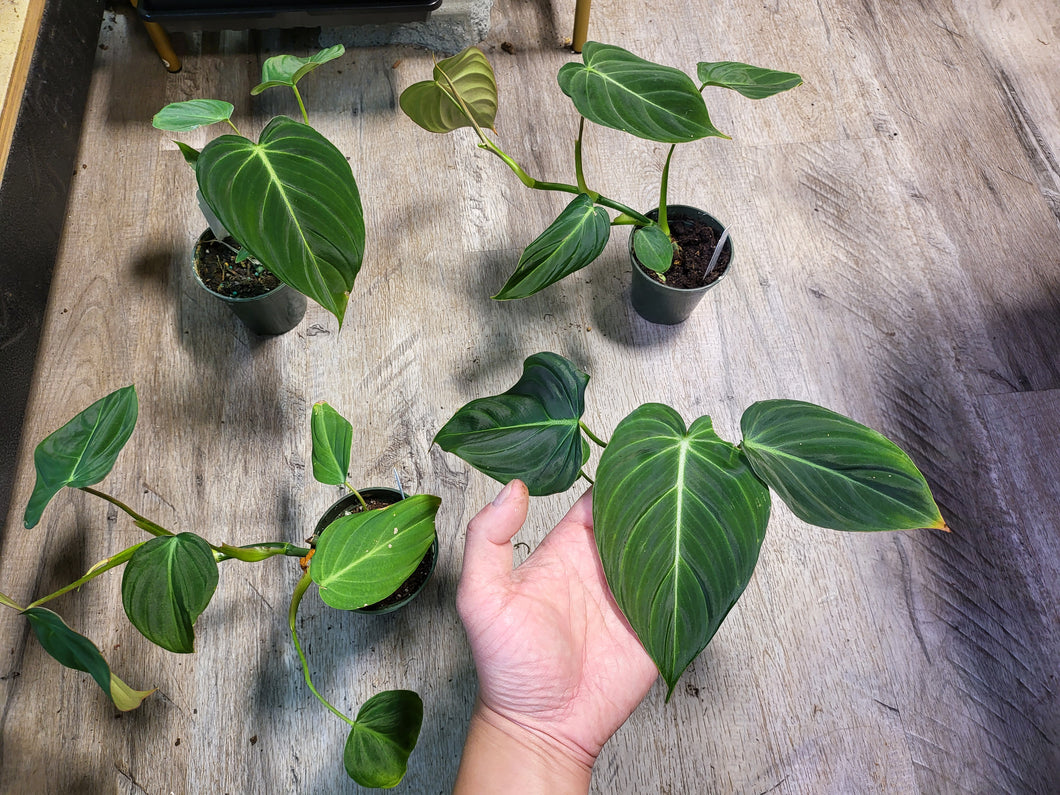 Philodendron Glorious in 3.5