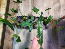 Load image into Gallery viewer, Philodendron Billietiae in 3.5&quot; pot
