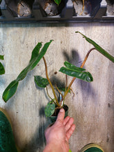 Load image into Gallery viewer, Philodendron Billietiae in 3.5&quot; pot
