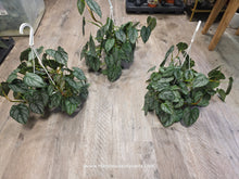 Load image into Gallery viewer, 4.5&quot; HB Philodendron Brandi
