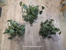 Load image into Gallery viewer, 4.5&quot; HB Philodendron Brandi
