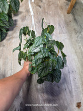 Load image into Gallery viewer, 4.5&quot; HB Philodendron Brandi
