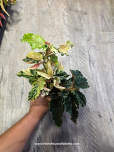 Load image into Gallery viewer, 4&quot; Begonia Ginny Galaxy #B
