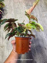 Load image into Gallery viewer, 4&quot; Begonia Ginny Galaxy #B
