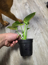Load image into Gallery viewer, 4" Monstera Yellow Marilyn #2
