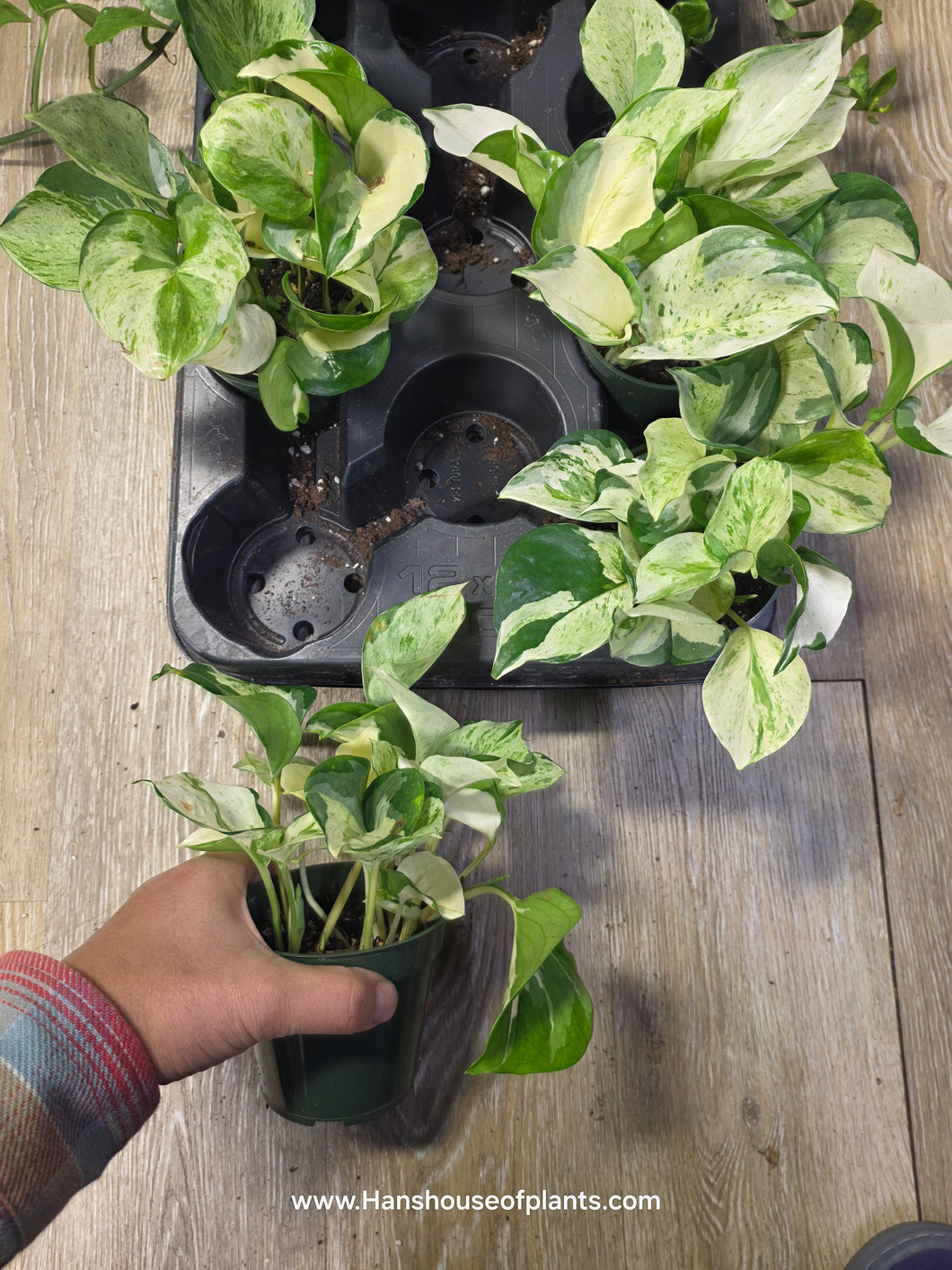 where to buy manjula pothos 4" Manjula Pothos – Han's House of Plants