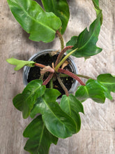 Load image into Gallery viewer, 4" Philodendron Squamiferum
