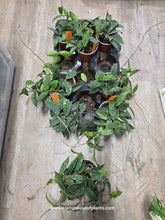 Load image into Gallery viewer, 4&quot; Hoya Phuwuaensis Splash
