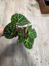 Load image into Gallery viewer, 4" Begonia Ferox #7
