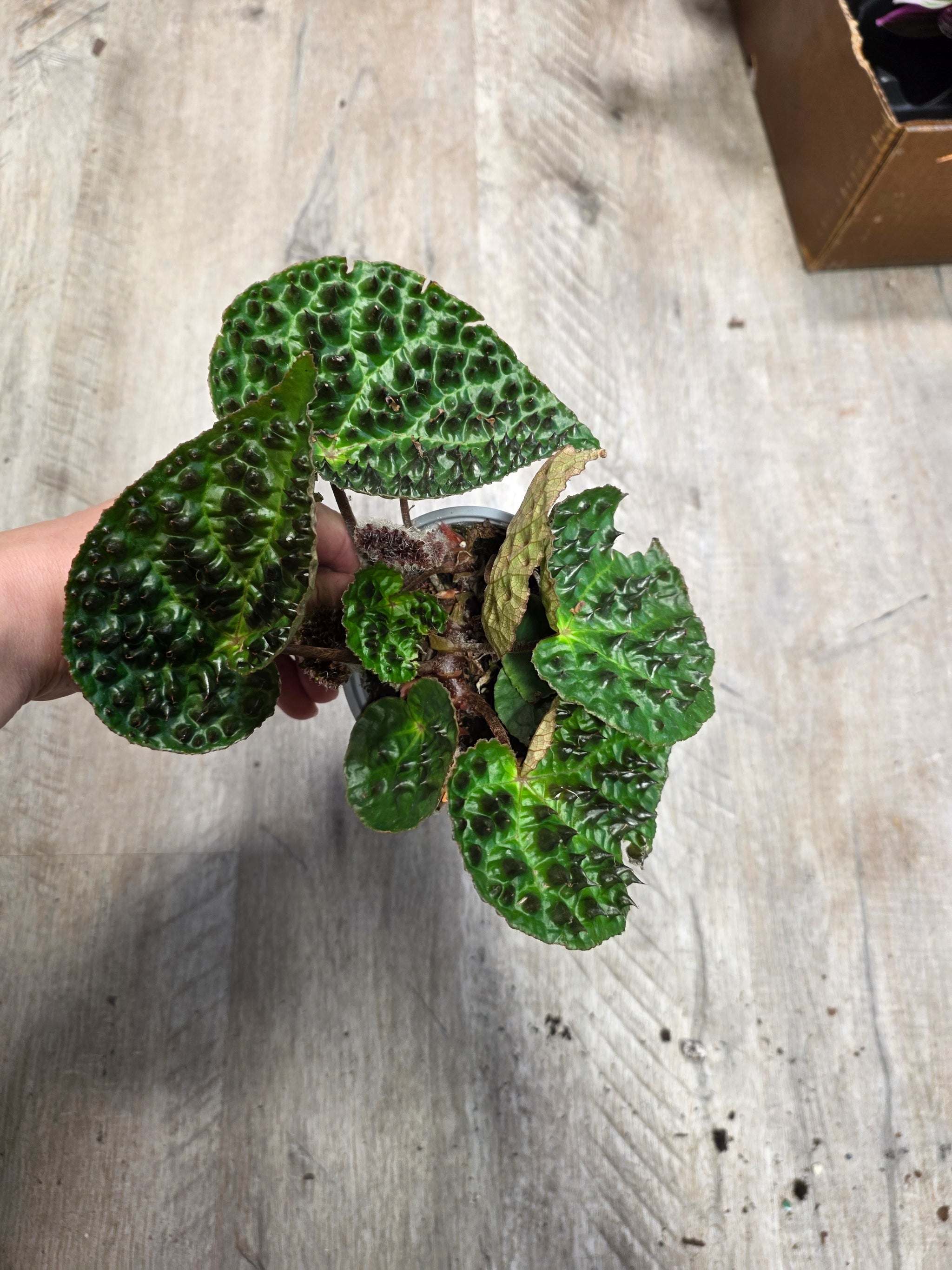 【はるplants】 Plants – Han's House of Plants