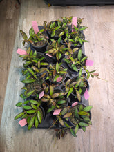 Load image into Gallery viewer, 4" Hoya Rosita
