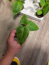 Load image into Gallery viewer, 2.5" Anthurium Veitchii King
