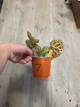 Load image into Gallery viewer, 4" Begonia Ferox #7
