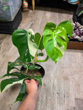 Load image into Gallery viewer, 8" Monstera Albo #1
