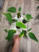 Load image into Gallery viewer, 2.5" Anthurium Peltigerum
