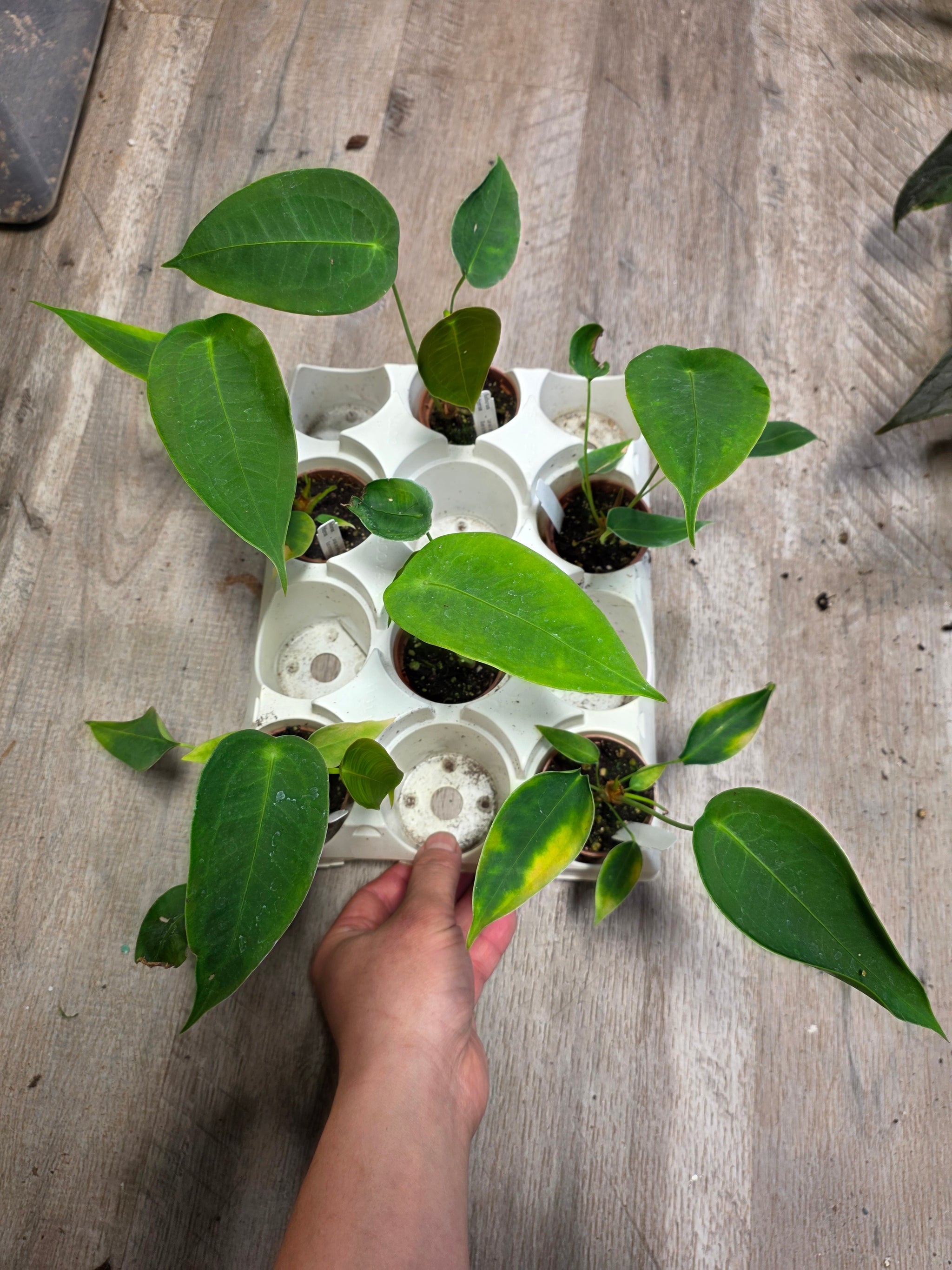 Plants – Han's House of Plants