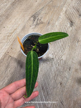 Load image into Gallery viewer, 4&quot; Anthurium Warocqueanum
