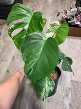 Load image into Gallery viewer, 8" Monstera Albo #1
