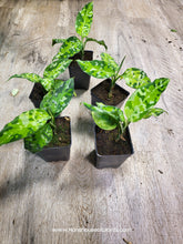 Load image into Gallery viewer, 2.5&quot; Aglaonema Pictum Tricolor
