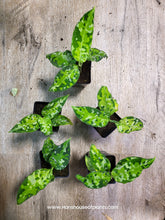 Load image into Gallery viewer, 2.5&quot; Aglaonema Pictum Tricolor
