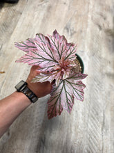 Load image into Gallery viewer, 4" Begonia Lamoon #8
