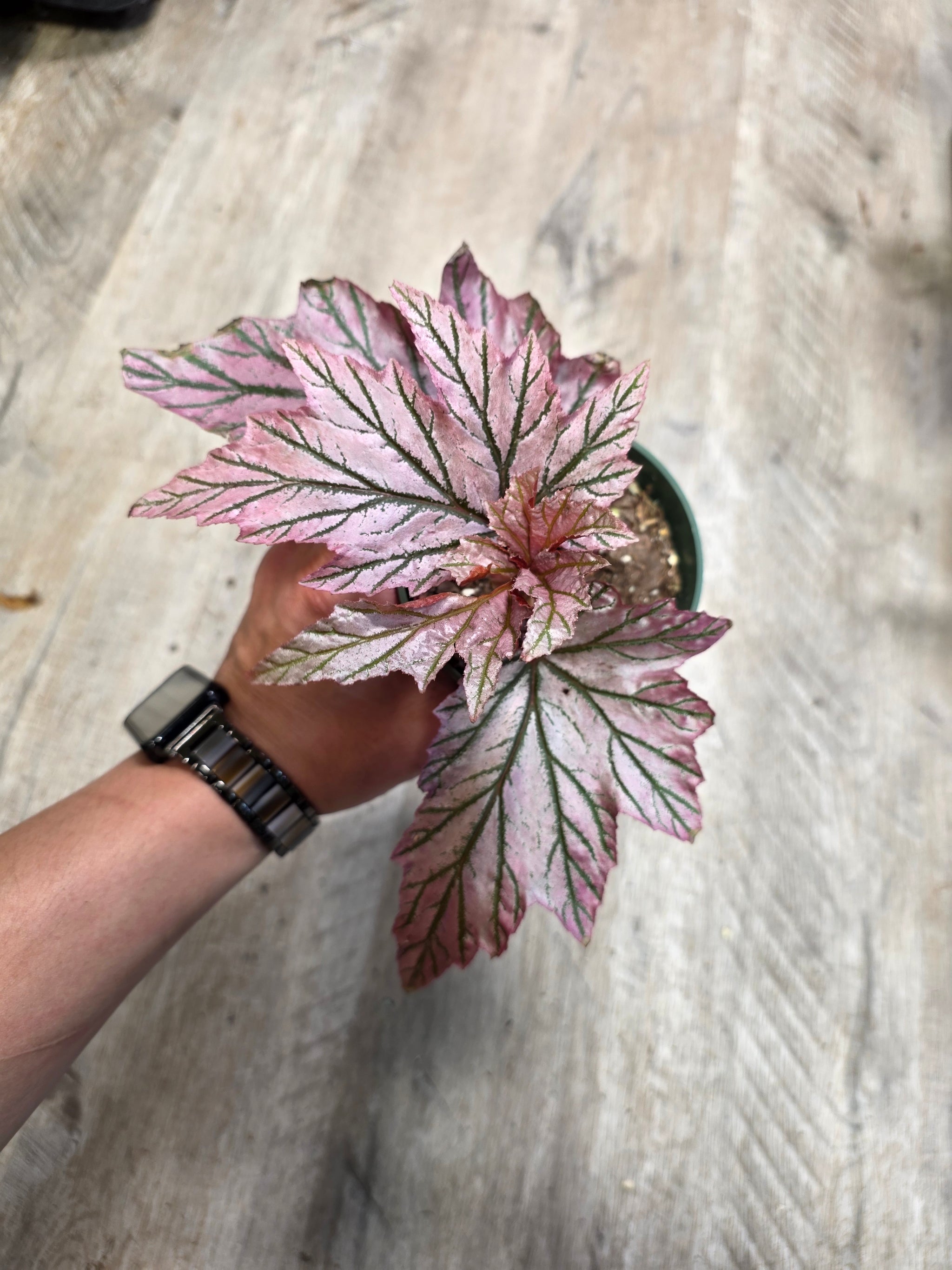 Plants – Han's House of Plants