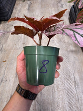 Load image into Gallery viewer, 4" Begonia Lamoon #8
