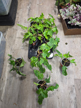 Load image into Gallery viewer, 4" Philodendron Squamiferum
