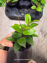 Load image into Gallery viewer, 4&quot; Hoya Sunrise
