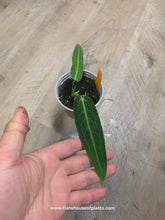 Load image into Gallery viewer, 4&quot; Anthurium Warocqueanum
