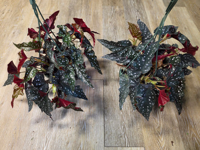 Plants – Han's House of Plants