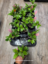 Load image into Gallery viewer, 4&quot; Hoya Sunrise
