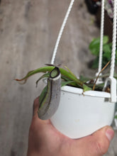 Load image into Gallery viewer, 4.5" HB Nepenthes Albomarginata #12
