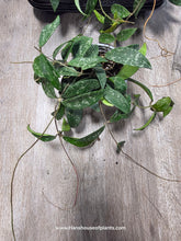 Load image into Gallery viewer, 4&quot; Hoya Phuwuaensis Splash
