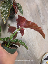 Load image into Gallery viewer, 4&quot; Begonia Cracking Rose
