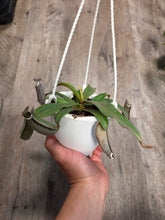 Load image into Gallery viewer, 4.5" HB Nepenthes Albomarginata #12
