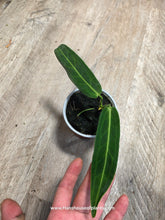 Load image into Gallery viewer, 4&quot; Anthurium Warocqueanum
