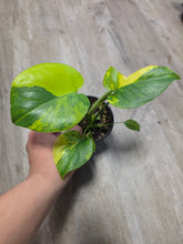 Load image into Gallery viewer, 4" Monstera Yellow Marilyn #2
