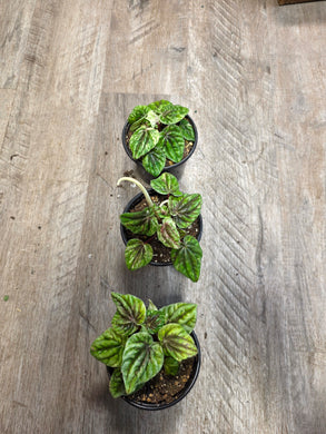 Plants – Han's House of Plants