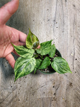 Load image into Gallery viewer, 4&quot; Variegated Philodendron Heartleaf
