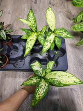 Load image into Gallery viewer, 4&quot; Dieffenbachia Star Bright
