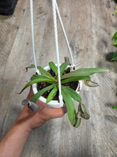 Load image into Gallery viewer, 4.5" HB Nepenthes Albomarginata #12
