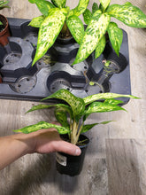 Load image into Gallery viewer, 4&quot; Dieffenbachia Star Bright
