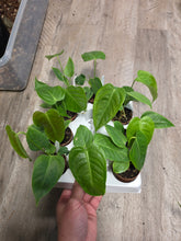 Load image into Gallery viewer, 2.5" Anthurium Veitchii King
