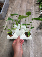 Load image into Gallery viewer, 2.5" Anthurium Peltigerum
