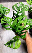 Load image into Gallery viewer, Monstera Adansonii wide leaf form in 4&quot; pot
