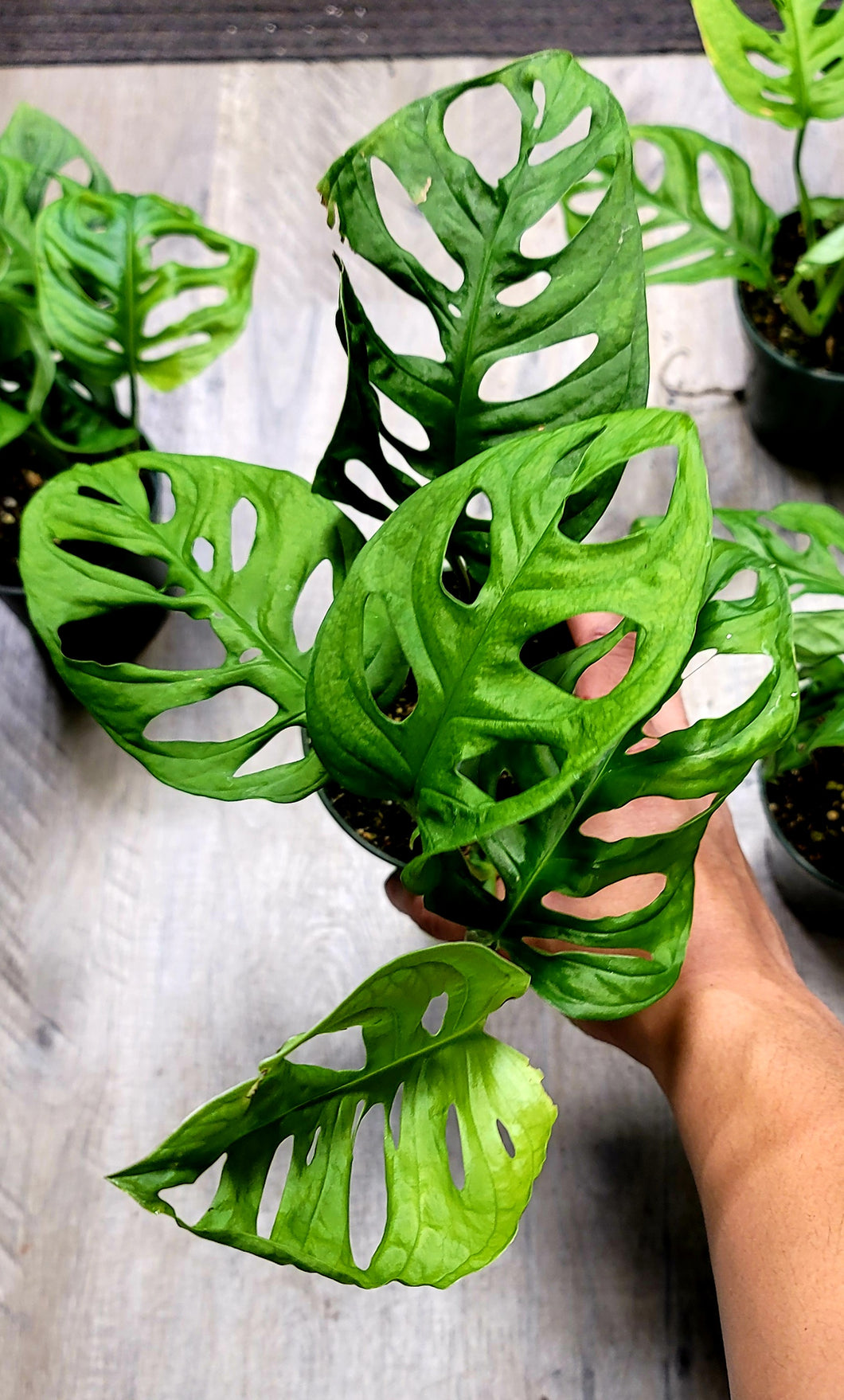 Monstera Adansonii wide leaf form in 4