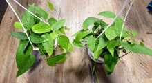 Load image into Gallery viewer, Epipremnum pinnatum &#39;Cebu Blue&#39; pothos in 4.5&quot; hanging basket
